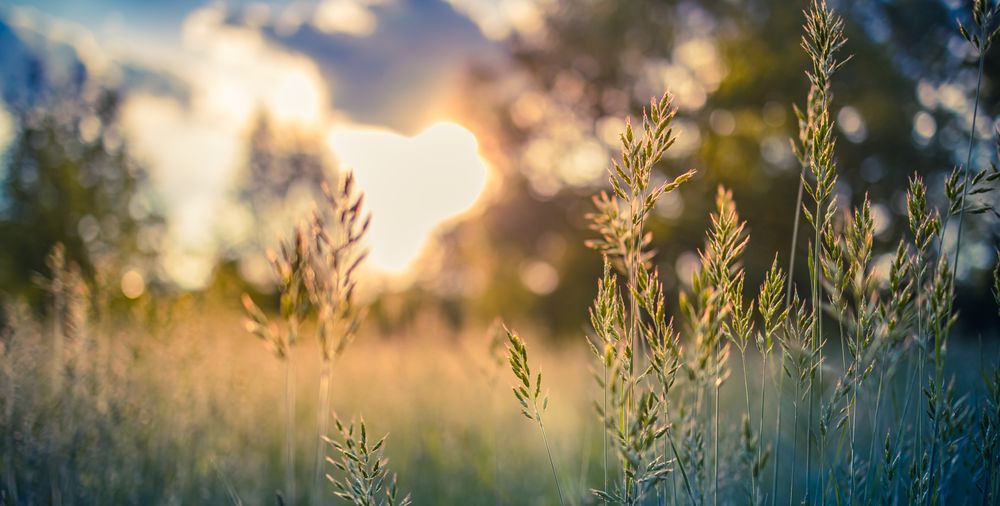 Close up of long grass as sun sets, wide