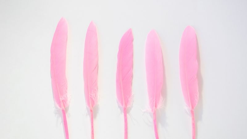 Five pink feathers on blank background