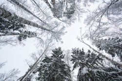 Winter forest landscape with snow
