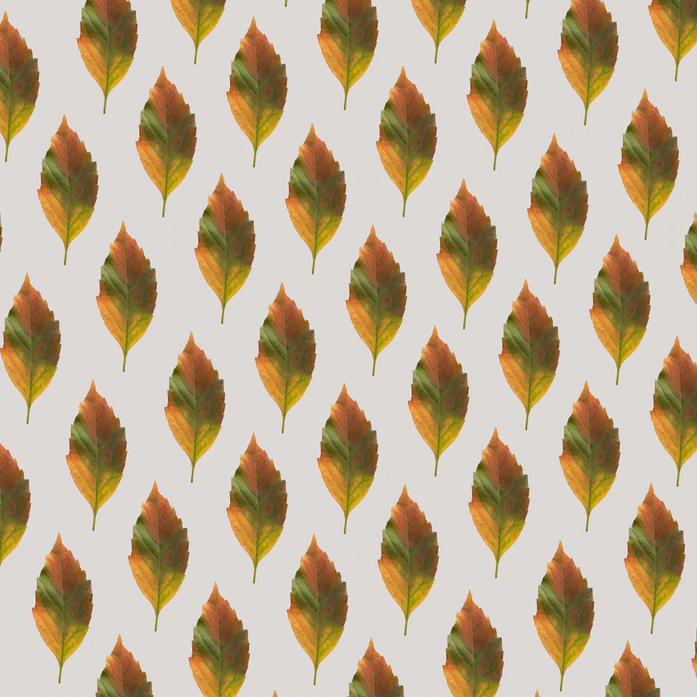 Pattern of colorful fall leaf