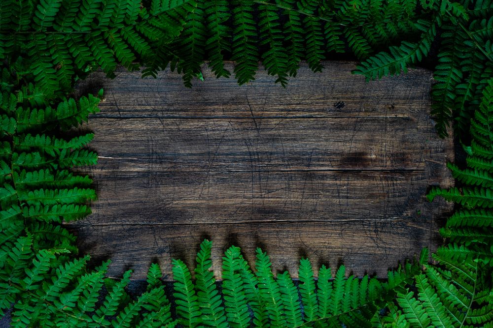 Summer frame with leaves of fern plant