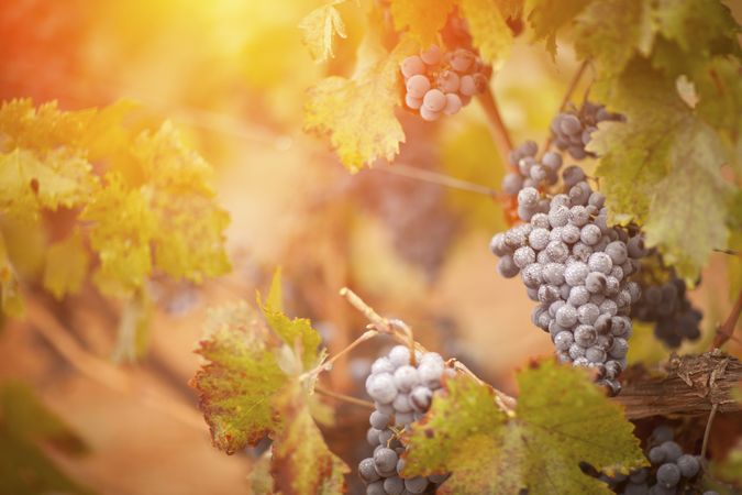 Lush, Ripe Wine Grapes with Mist Drops on the Vine