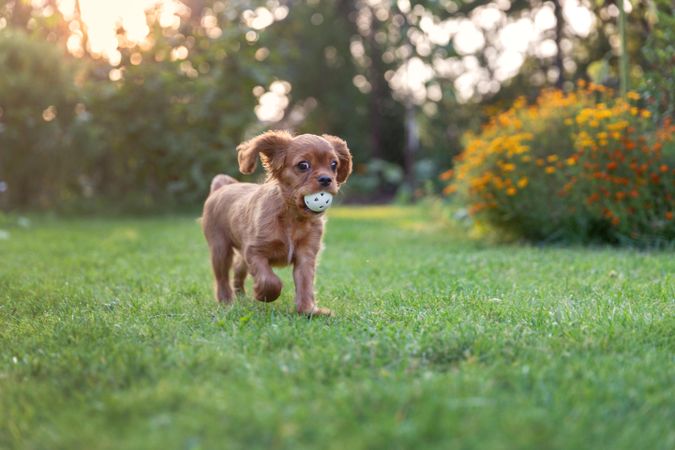 Cavalier spaniel chewing ball on green grass