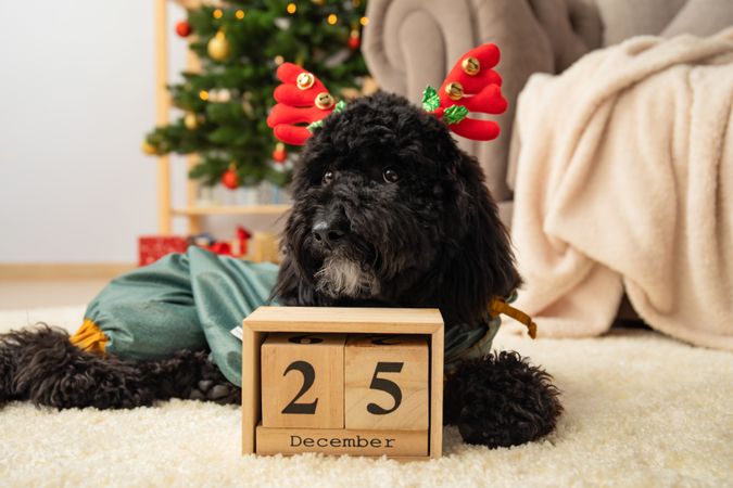 Concept of Merry Christmas, funny Christmas dog