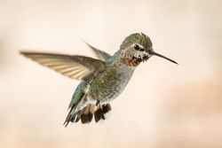 Beautiful Immature Male Anna's Hummingbird In Flight.