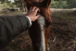 Person petting chestnut horse in forest