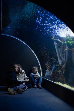 Three kids staring at fishes in an aquarium