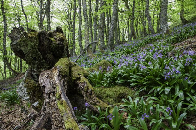 Flowers growing in spring forest