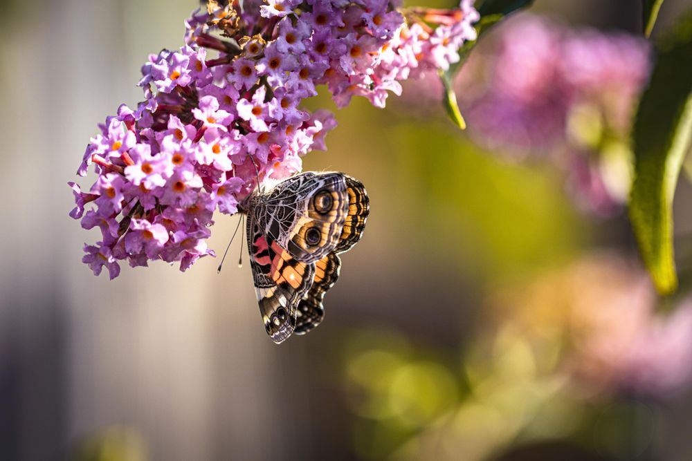 American lady butterfly hanging off pink flower