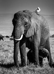 Grayscale photo of elephant and calf walking on grass field bGJAl4