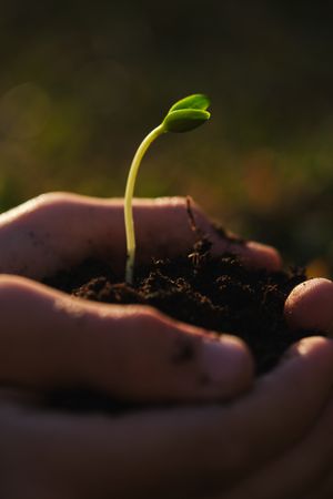Crop horticulturist with plant seedling in garden