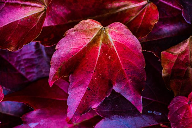 Close up of leaves of wild grape plant