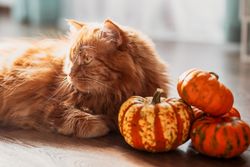 A red cat with an orange pumpkins.  Halloween party concept.