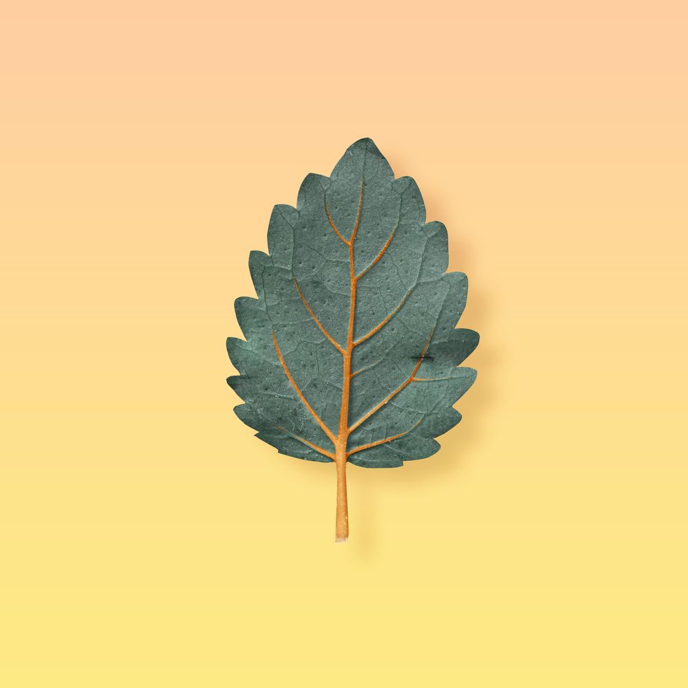 Single green leaf