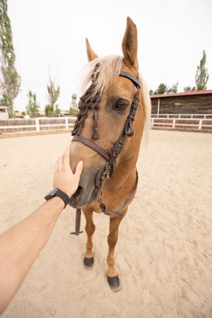 Person petting chestnut horse in wooden stable