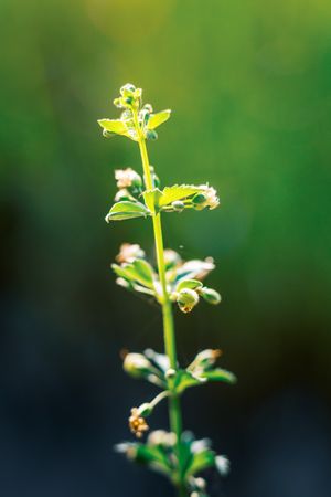 the delicate beauty of a grass flower, showcasing its slender, feathery petals and intricate structure
