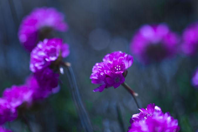 Side view of many purple flowers growing in a field