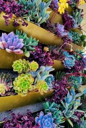 Succulents garden
