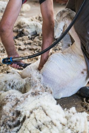 Crop man shearing sheep in barn
