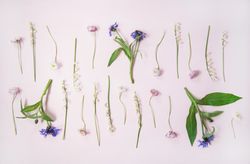 Lily of the valley, cornflowers, daisies, peonies in rows over pastel powder pink