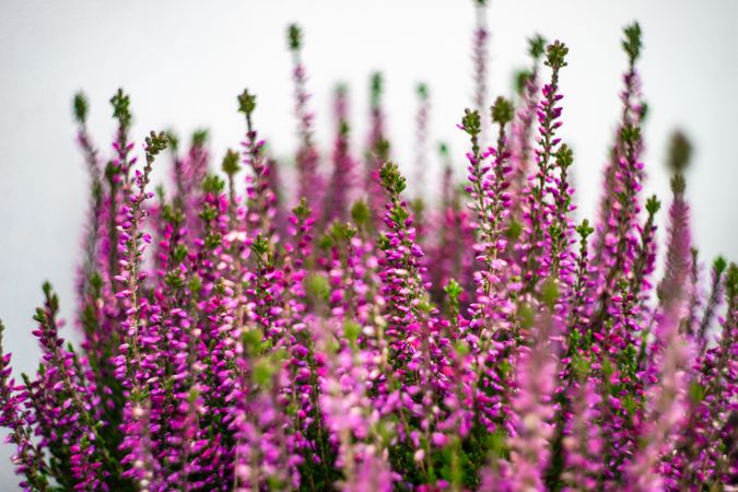 Pink calluna flowers blooming in a garden as a natural background