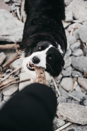 Hand playing with adult dog with wooden stick