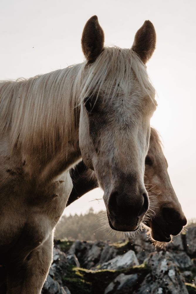 Funny horses on meadow
