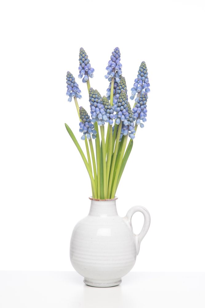 Bouquet of blue Grape hyacints in a vase on a shelf
