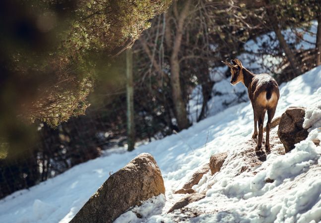 Goats pasturing on hill between snow