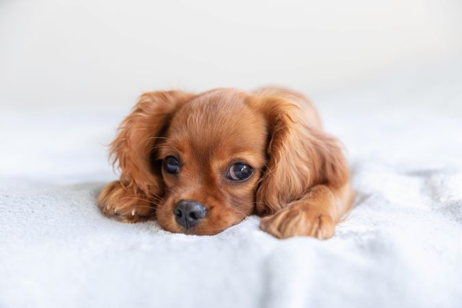 Cavalier spaniel looking up from lying on bed