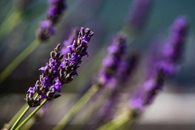 Flowering Lavandula plant in garden