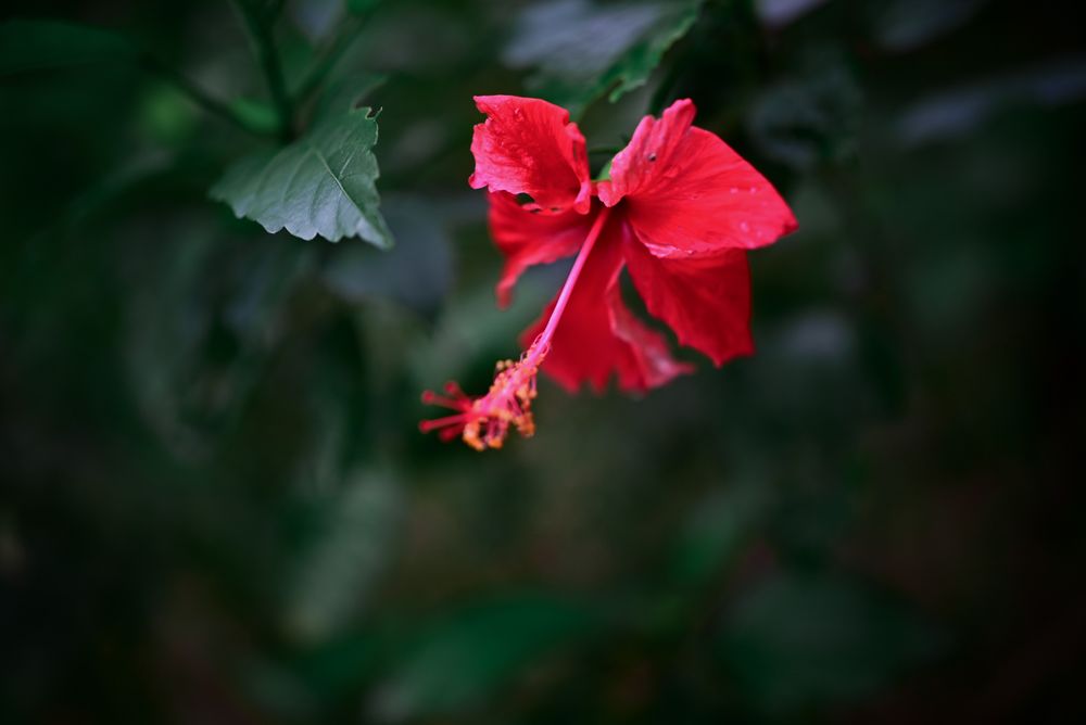 flower