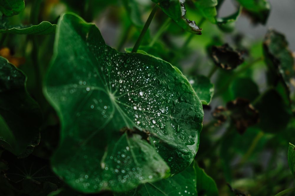 Wet green leaf with dew droplets