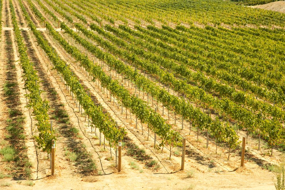 Beautiful Wine Vineyard