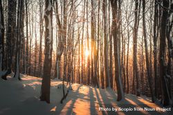 Sunset between bare snow covered trees 4AABY4