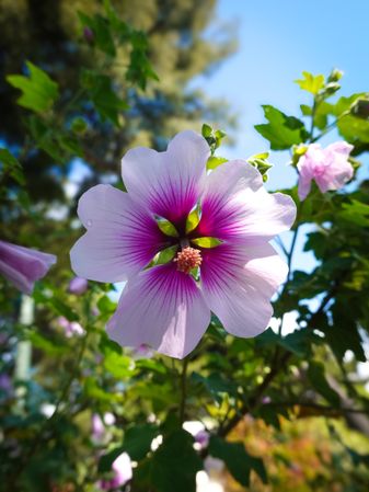A Lavatera Maritima flower in full bloom