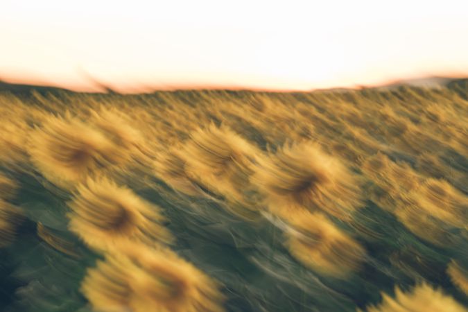 Blurred sunflower field in sunset time