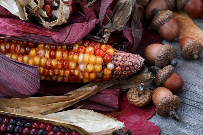Thanksgiving concept with dried corn and acorns