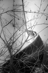 Branches in front of frozen lake, monochrome