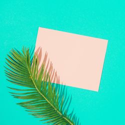 Tropical monstera leaf with pink paper card note on vivid blue background