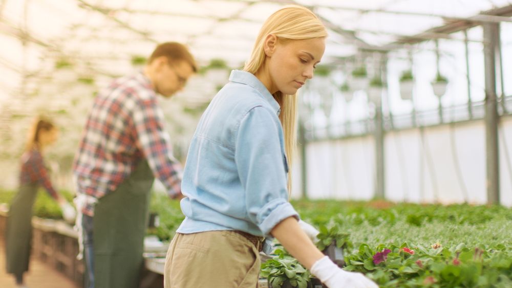 Team of Happy Gardeners Busily Working, Arranging, Sorting Colorful Flowers