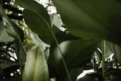 Big green leaves in forest
