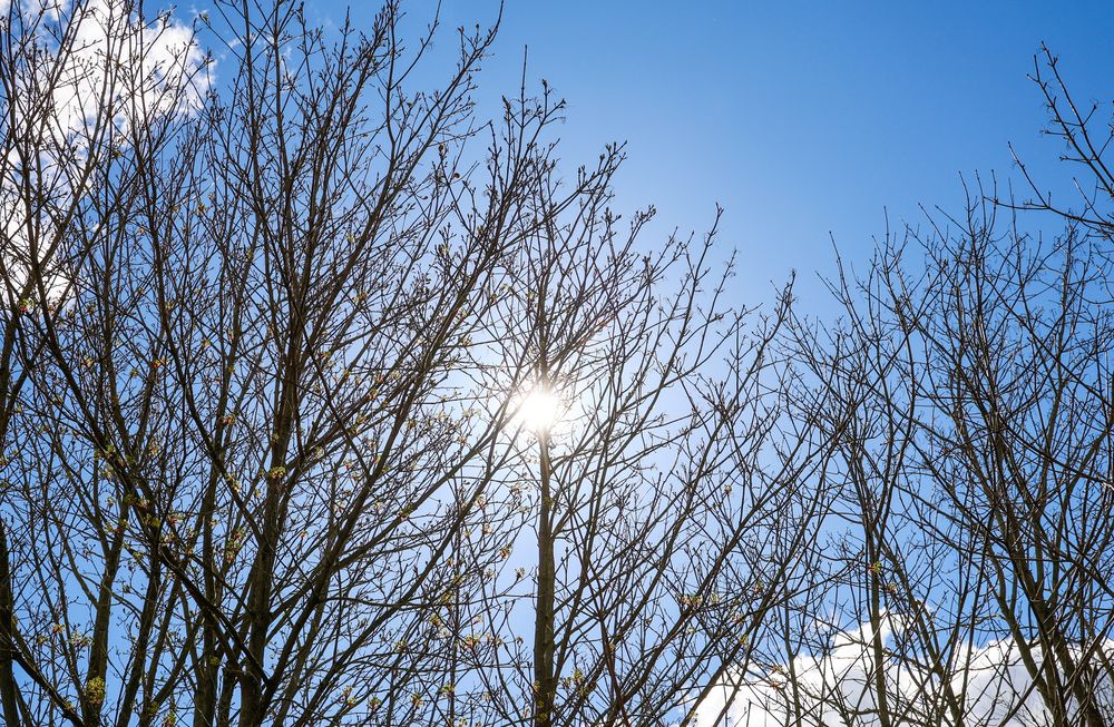 Sun shining through bare tree branches in spring