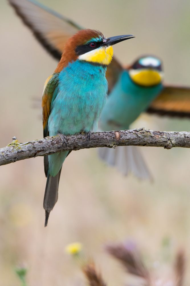 Birds standing on tree branch