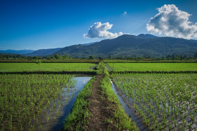 beautiful green rice or paddy field with mountains and blue sky