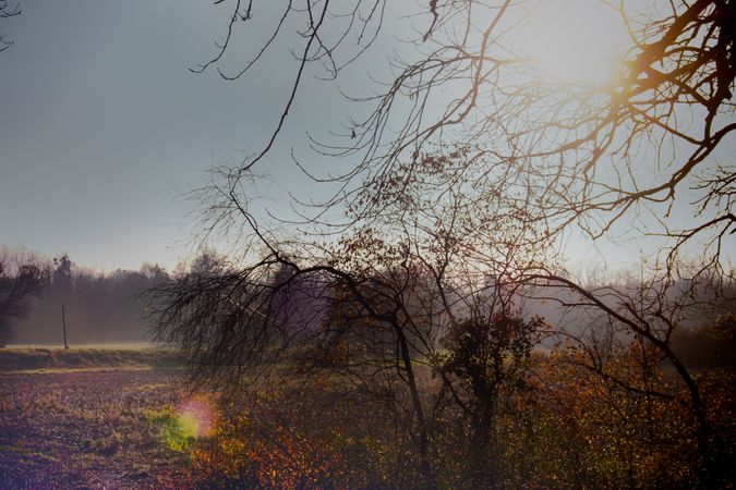 Trees with thin branches in a field