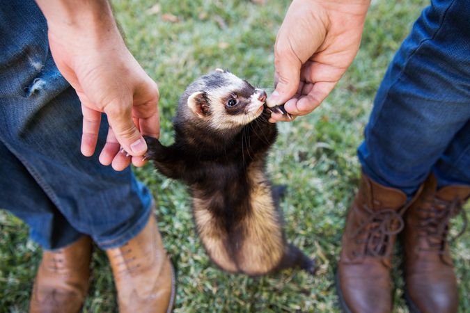 Two people holding hands of ferret