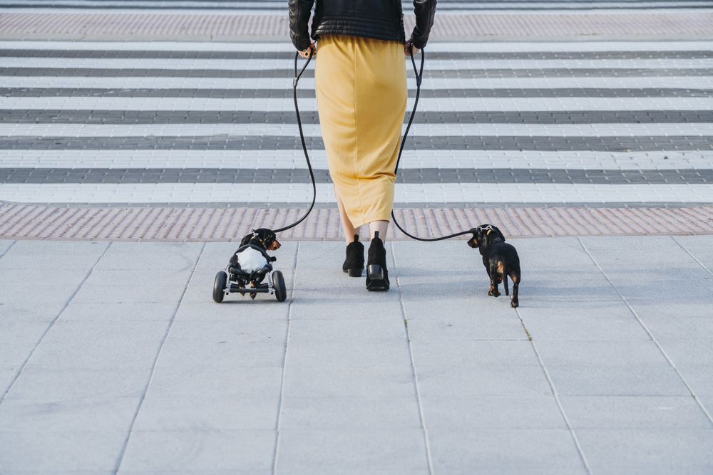 Woman walking with dogs and pet with wheelchair on street