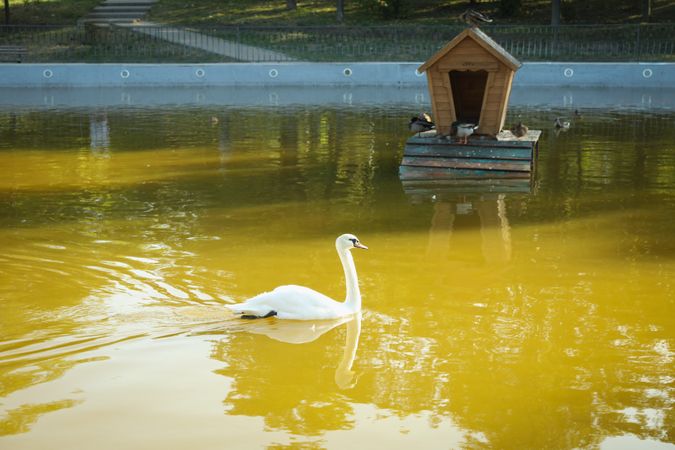 Swan floats in lake in beautiful city park