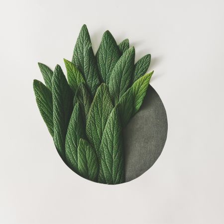Green leaves emerging from circle on light background